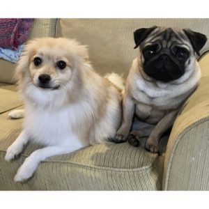 Harley & Fergie Curbo